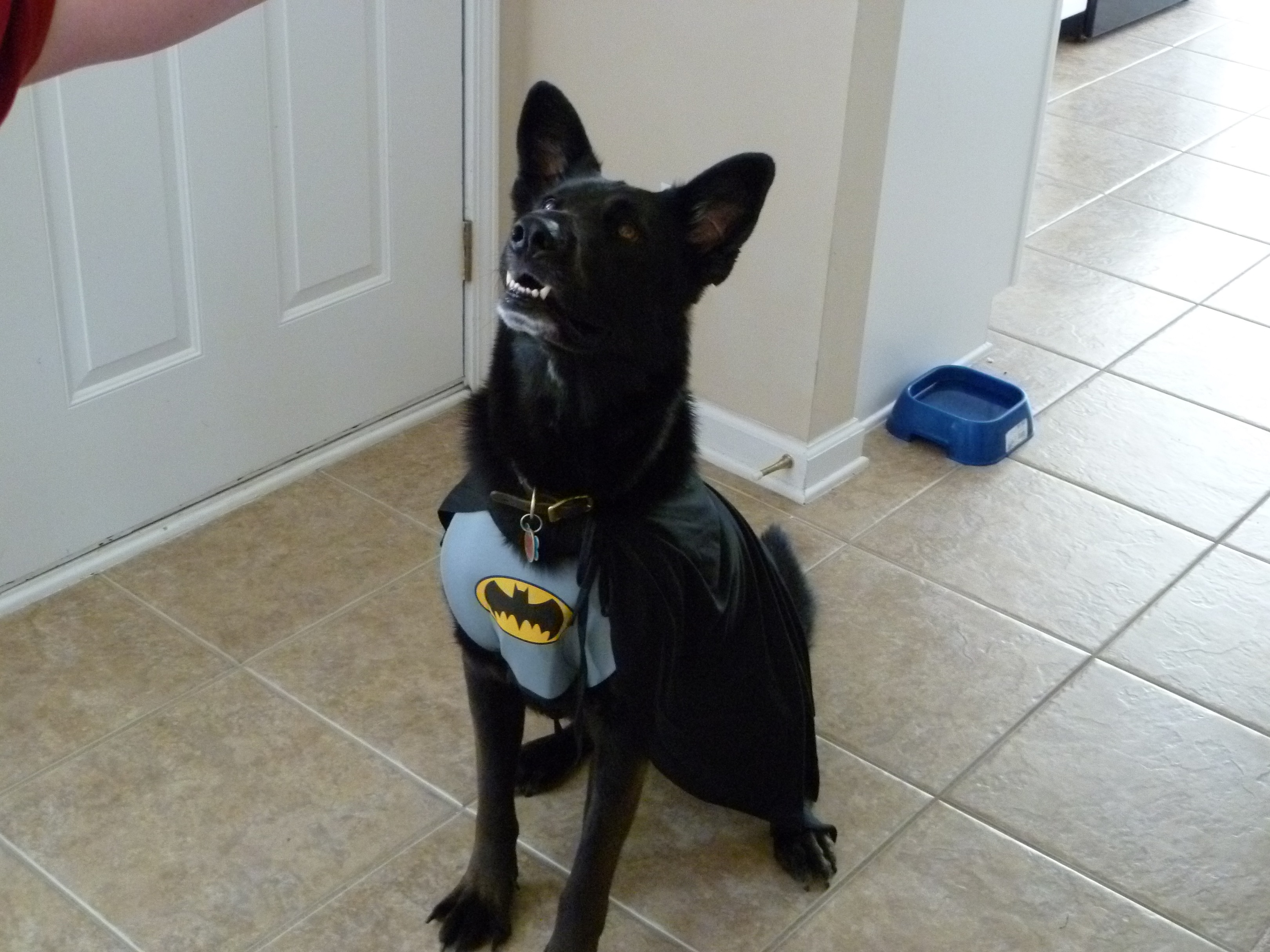 Bat dog 3
