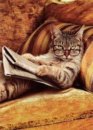 Reading cat