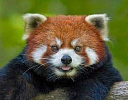 Red panda small