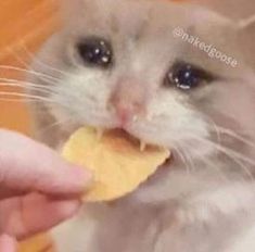 Sad cat