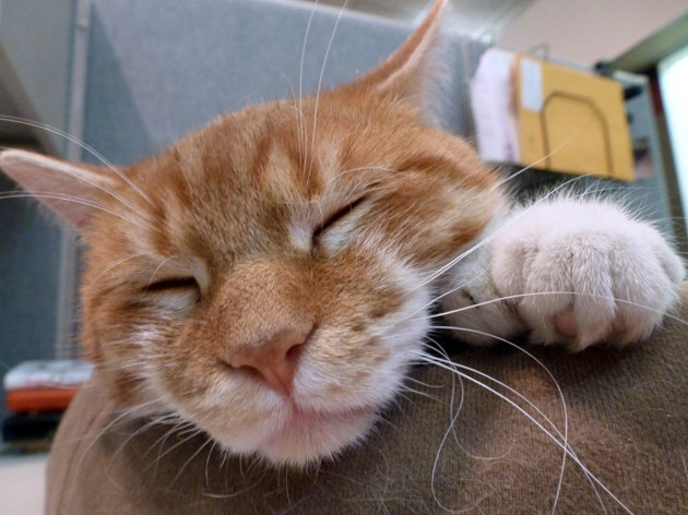 Cat29
